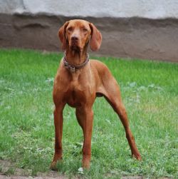 Vizsla Breed Information & Pictures (Hungarian Short-haired ...