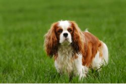 king Adult charles for cavalier sale spaniel