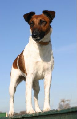 Fox Terriers (Smooth)
