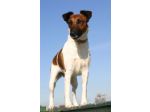 Fox Terrier (Smooth)