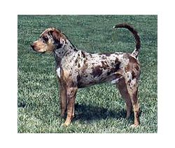 ... Dog Breed Information & Pictures (Catahoula Cur, Ca
