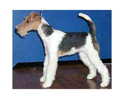 Fox Terriers (Wire)