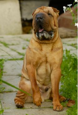 Chinese Shar Pei Breed Information Pictures Wrinkle Dogs Pei