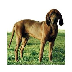 are redbone coonhound hypoallergenic