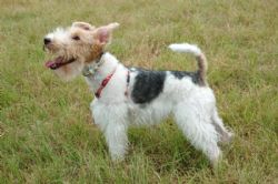 wire coated terrier